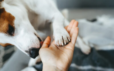 Réponse aux membres du collectif Engagement Animaux 2022