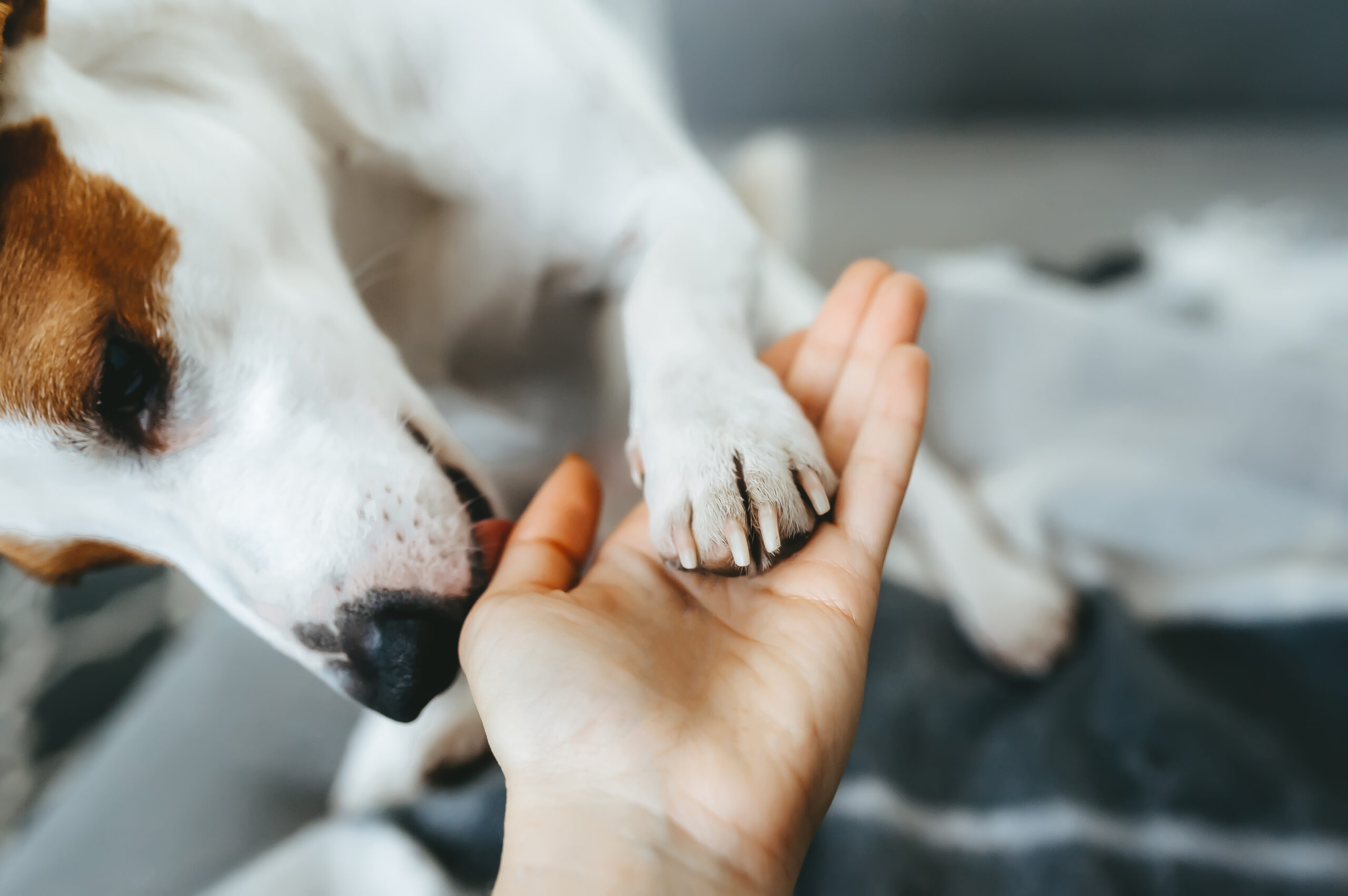 Réponse aux membres du collectif Engagement Animaux 2022