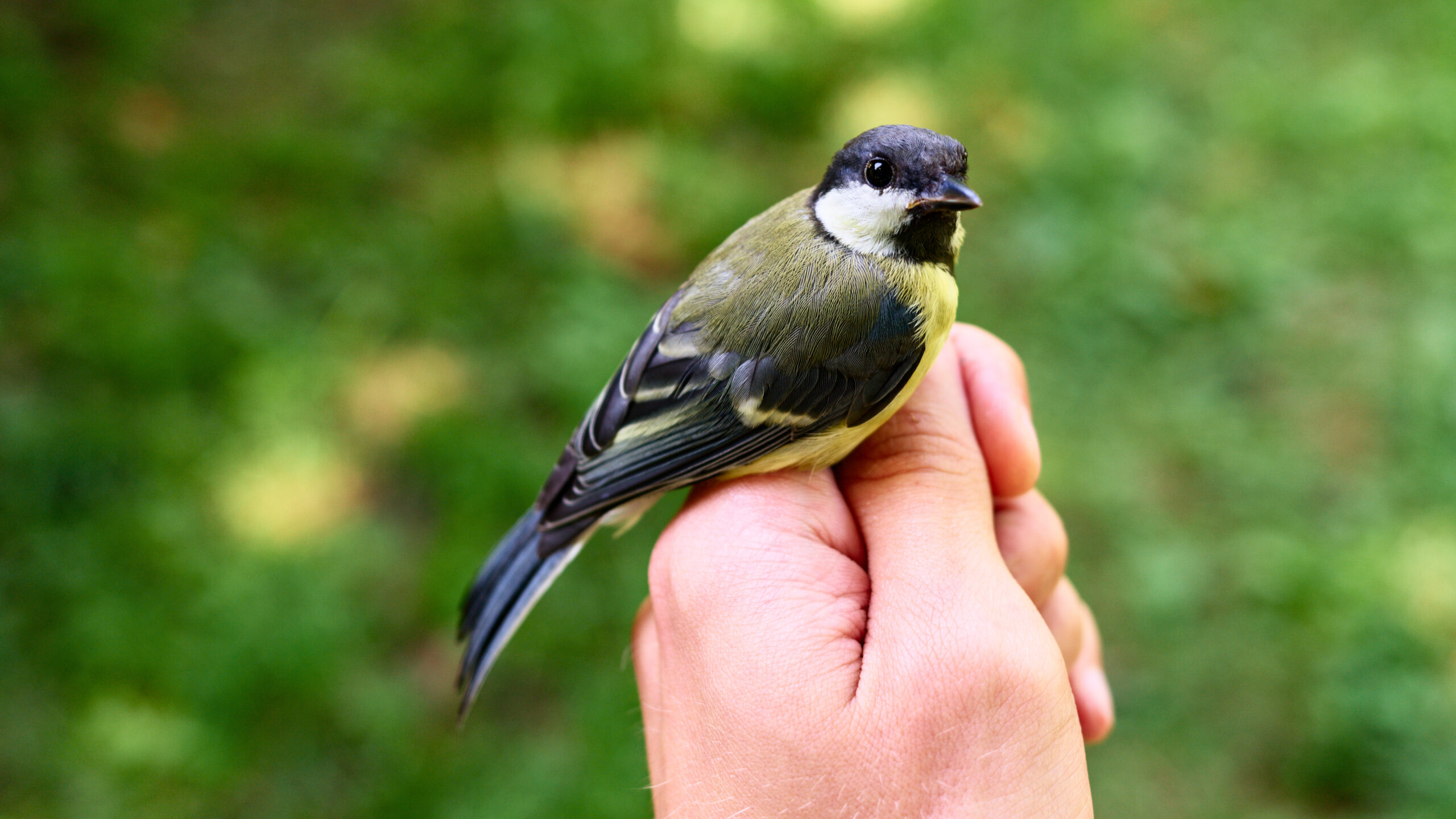 Réponse à la Ligue pour la Protection des Oiseaux